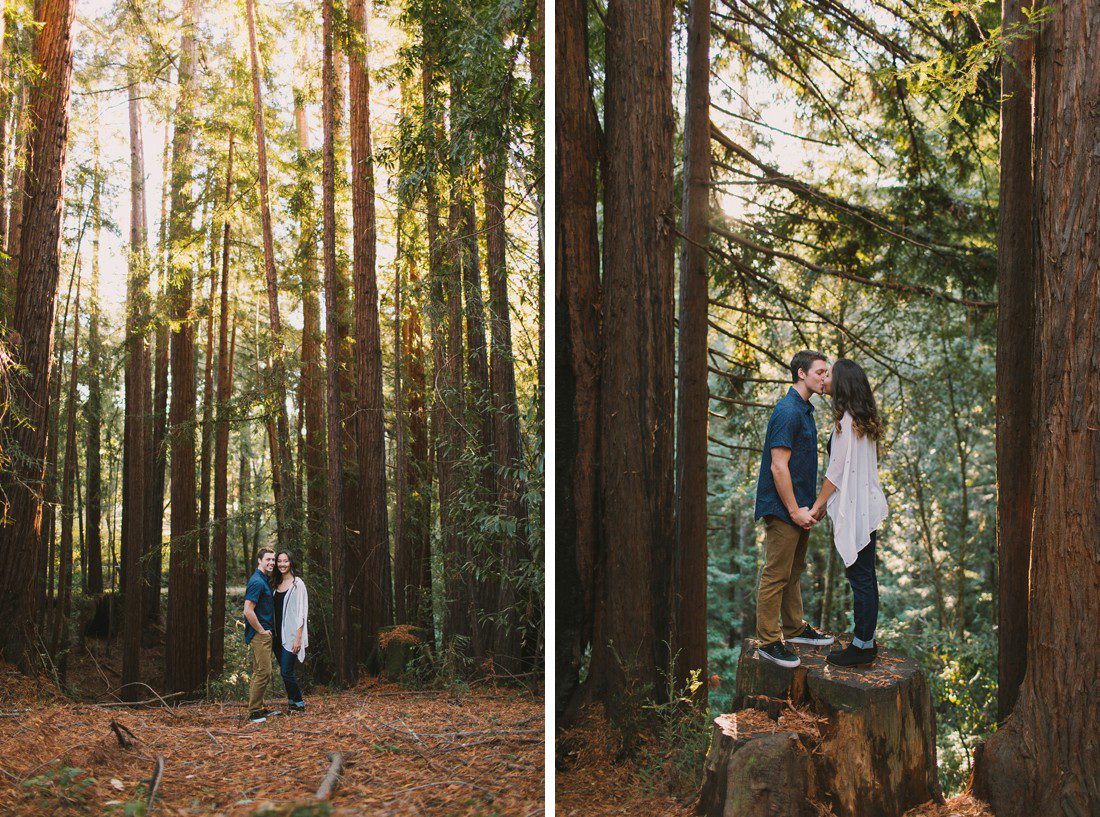 Redwoods in Santa Cruz