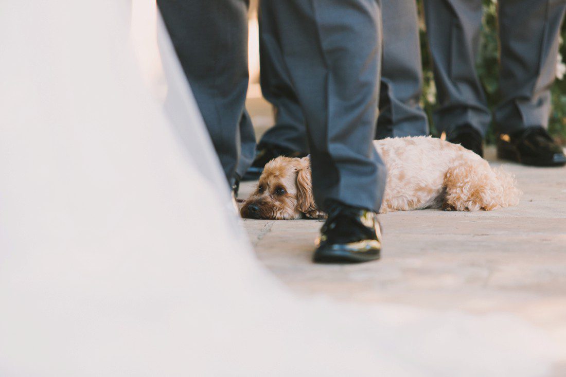 Dog ringbearer at Wedding