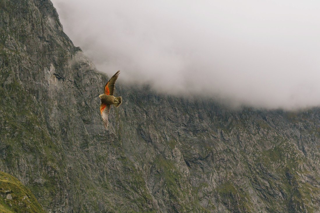 Kea Bird in flight